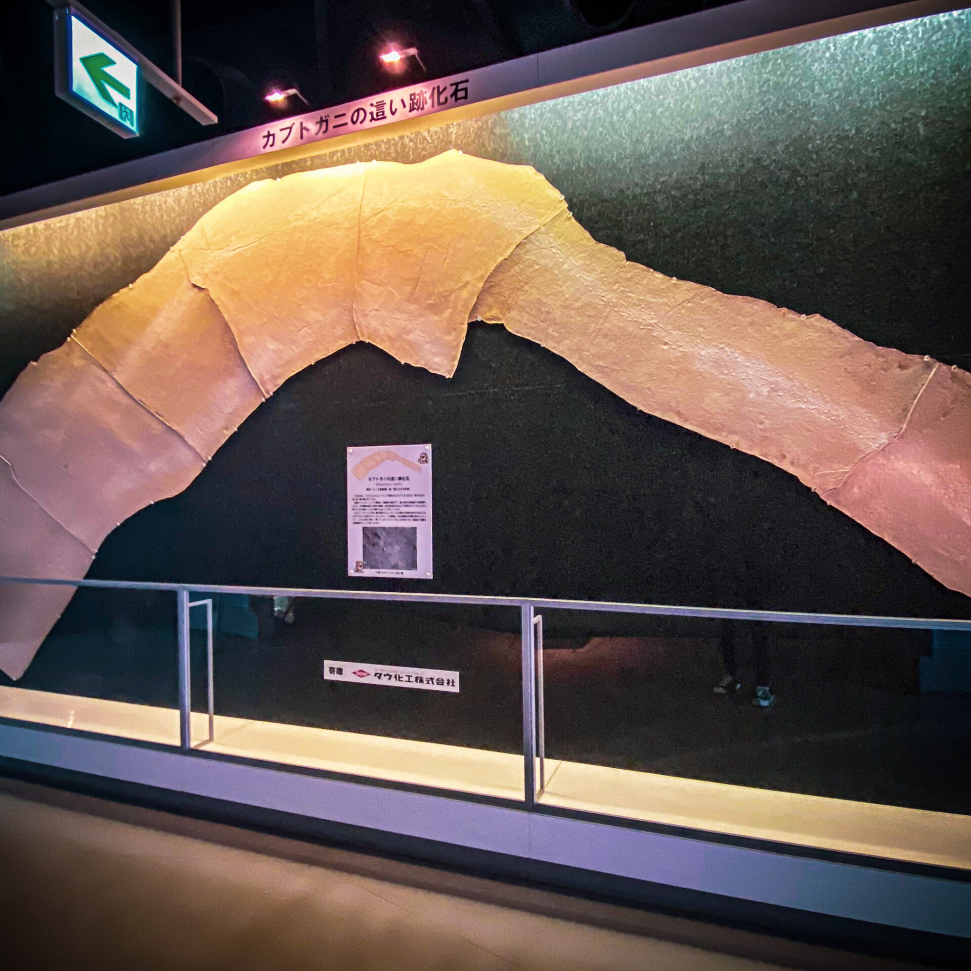 カブトガニ博物館
カブトガニの這い跡の化石