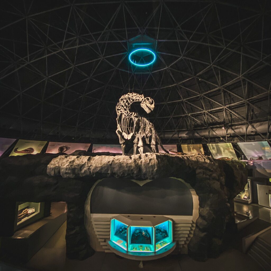カブトガニ博物館
2F
恐竜の化石