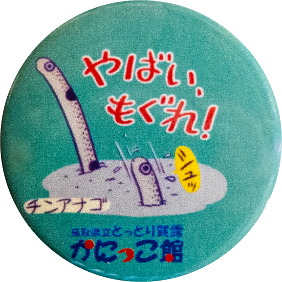 鳥取市チンアナゴ
