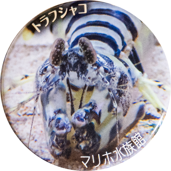 広島市トラフシャコ