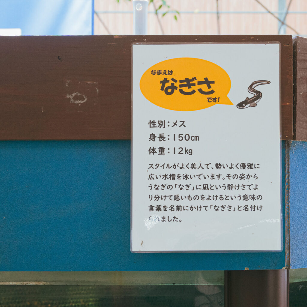 池田湖パラダイスにあったオオウナギの展示