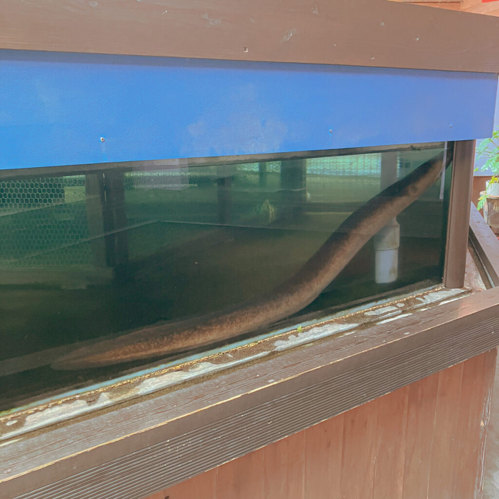 池田湖パラダイスにあったオオウナギの展示