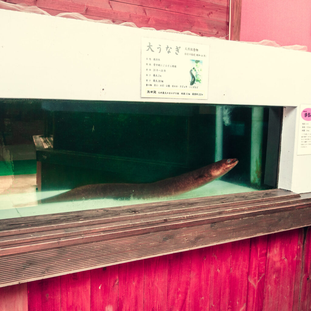 池田湖パラダイスの大ウナギ