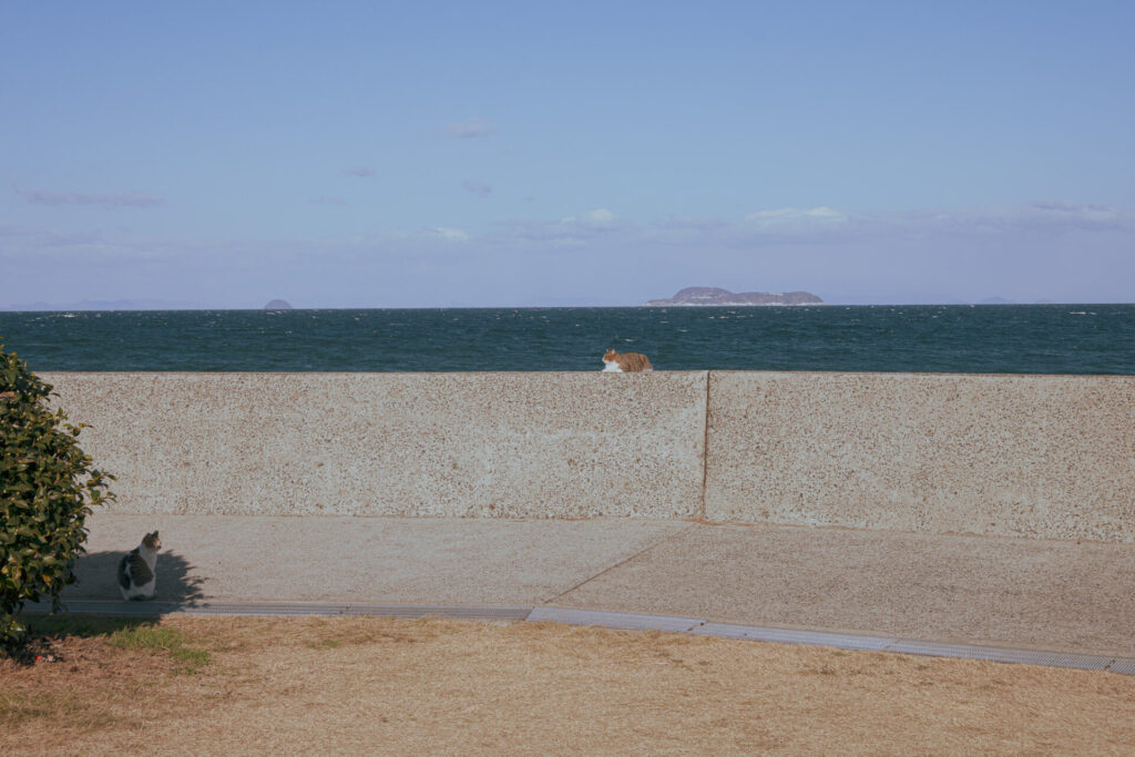 道の駅とよはまの猫