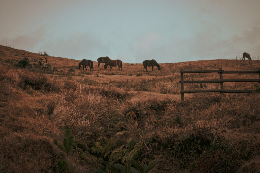 都井岬の野生の馬