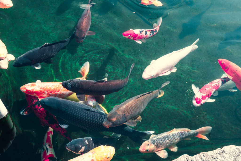 りんりんパークーの鯉