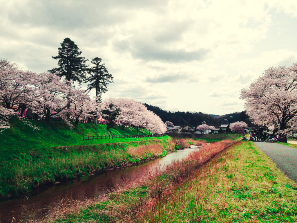 斐伊川堤防桜並木