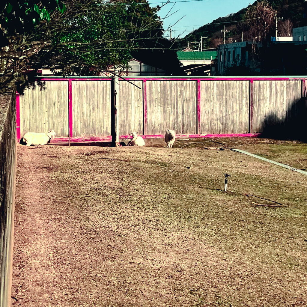 りんりんパークーのヤギ