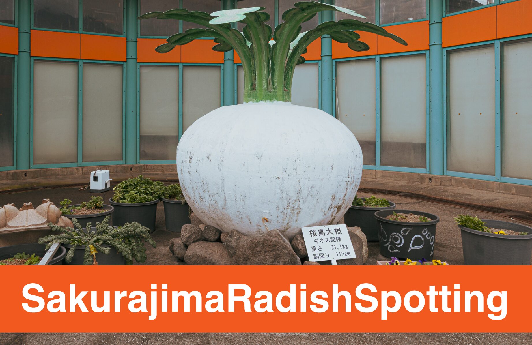 【桜島大根を探すだけ】SakurajimaRadishSpotting【鹿児島県】